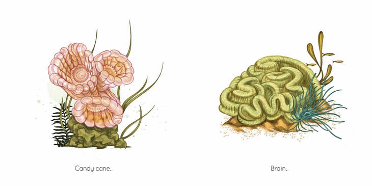 Coral - Board Book
