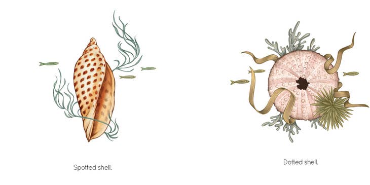 Seashell - Board Book