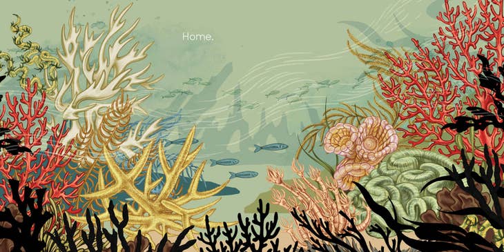 Coral - Board Book